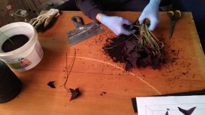 кислица (оксалис) пикировка, размножение.