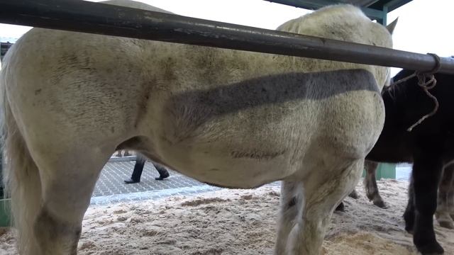 Targ expozitional de cai Skaryszew, Polonia 27 Feb 2023 Nou!!! смотреть онлайн