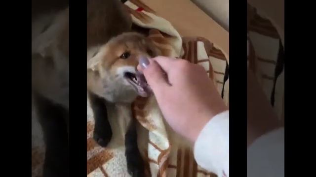 Веселые лисички: видео приколы про смешных лисят смотреть онлайн