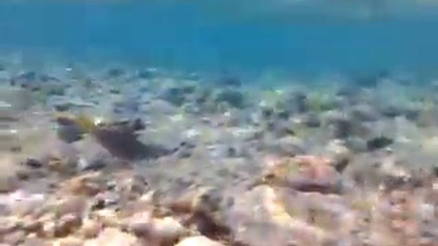 Красота смотреть онлайн