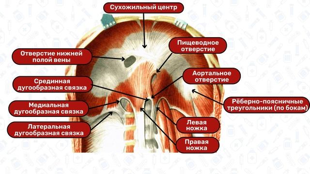 Диафрагма анатомия: строение, отверстия, топография , связки диафрагмы смотреть онлайн
