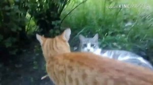 Коты-Воители 2 серия«Лесное знакомство»