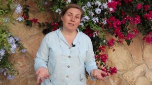 Самое популярное в Израиле растение. Анна Мусан-Леви рассказывает. №2