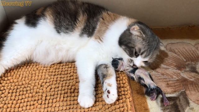 Cat Giving Birth: Cat Gives Birth To 5 Kittens - Part 1 смотреть онлайн