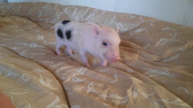 Зен?Минипиги, минипиг, микропиги, микропиг, minipig, micropig, свинки, питомник, Рязань смотреть онлайн