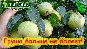 ВЫЛЕЧИЛ САД ЗА 2 РАЗА. Полное излечение даже старых деревьев. Схема лечения сада от ржавчины и гнили