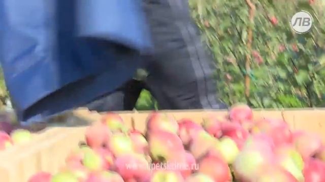 В Лебедянском районе во всю идёт сбор яблок... смотреть онлайн