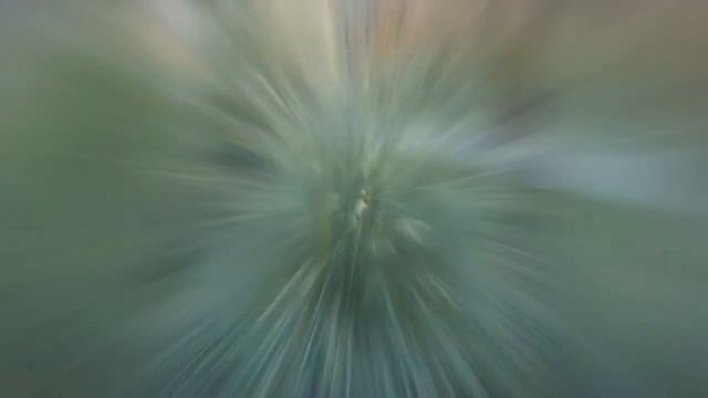 ОВСЕЦ (HELICTOTRICHON) сем. Злаки смотреть онлайн