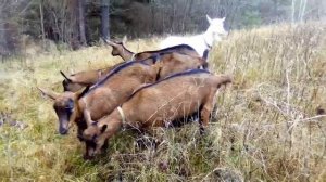 Чешская порода коз//Почему?//