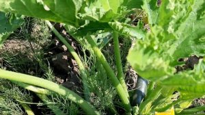 Комо F1 кабачок-цуккини от Саката.