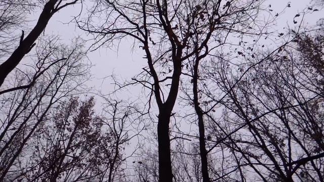 Шампиньоны , рядовки  и другие грибы в ноябре 2023 года