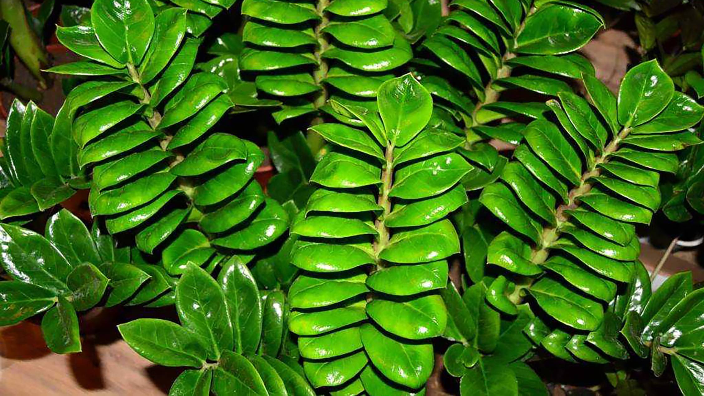 Результаты укоренения замиокулькаса, через 1,5 месяца все с детками, как это вышло смотреть онлайн