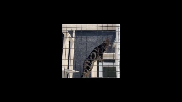 Огромный кошачий дом смотреть онлайн