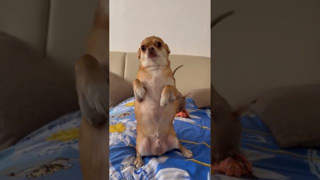 привет от чихуахуа 🤭 #chihuahua #dog #собака #чихуахуа #chiwawa смотреть онлайн
