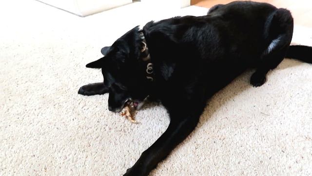Chicken Feet for Dogs смотреть онлайн