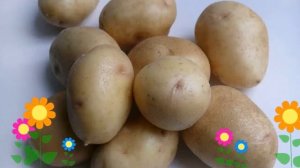 Картофель семенной Невский (Невский). Краткий обзор, описание характеристик, где купить картофель