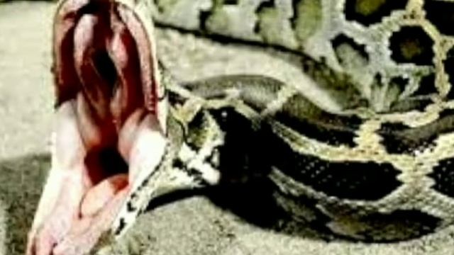 अगर सपने में अजगर देखते हैं तो क्या होता है смотреть онлайн