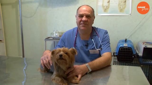 Зоосовет: Ухаживаем за щенком Зоосовет: Ухаживаем за щенком смотреть онлайн