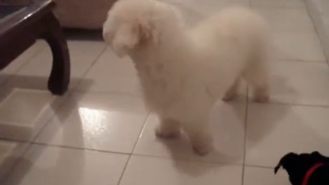 Perros, Jugando, Vestidos (Black and White) смотреть онлайн
