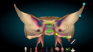 Внутреннее основание черепа: ямки, каналы, отверстия. Топография черепа. Basis cranii interna