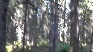 Охота на медведя с лабаза. #ОХОТА #МЕДВЕДЬ #ЛАБАЗ