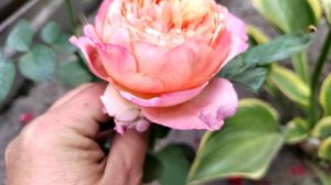 Роза  «Викториан Классик»10.09.22