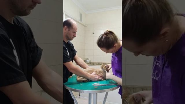 Профессиональная стрижка котика ! Груминг салон Зоостиль г. Актау смотреть онлайн