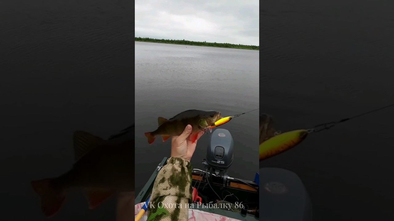 Кайф Полное видео на канале #рыбалка #fishing #pikefishing #bluefox #щука #спининг #pike #воблер смотреть онлайн