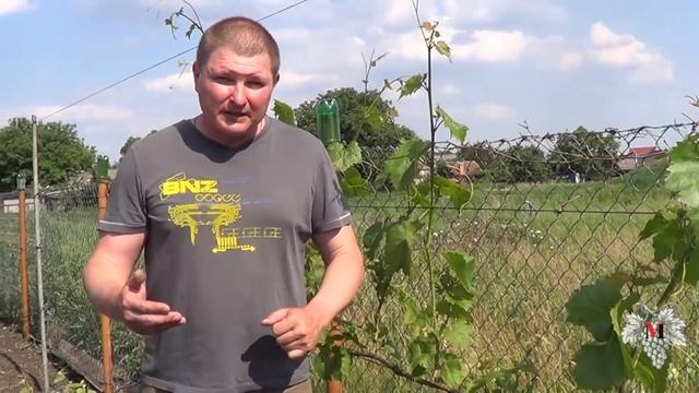 Увядание зелёных побегов винограда. Почему это происходит и что с этим делать смотреть онлайн