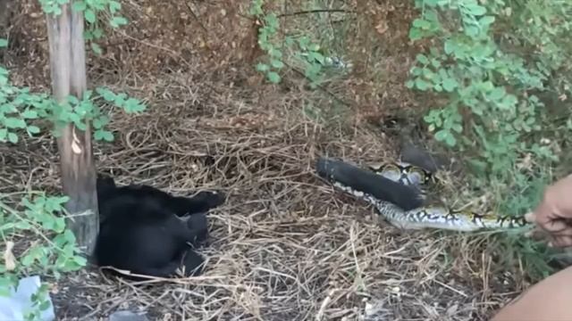 Змея схватила котёнка и приготовилась его съесть! Дальше случилось невероятное! смотреть онлайн