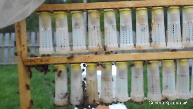 ??? Карника Альпийка от матки ИО Кристофера Лоца( Польша) Nr. 10591/2020/RN аполитка Nr. 8 ??? смотреть онлайн