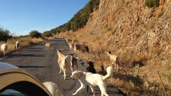 Собака защищает стадо от машины