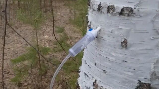 Сбор березового сока ( бесплатный сок )(капельница) смотреть онлайн