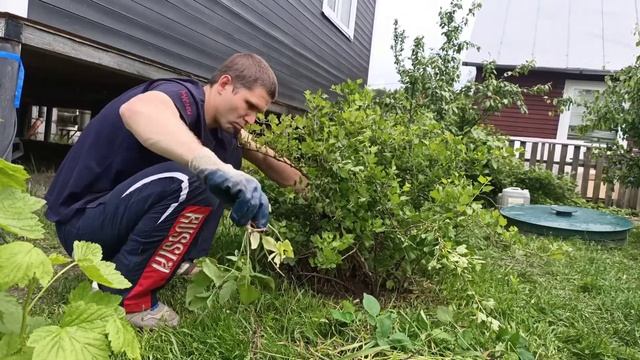 Уход за растениями. Окучивание. Подрезка. Прополка сорняков. Чёрная смородина. Крыжовник. Красная с смотреть онлайн