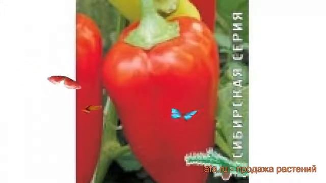 Перец сладкий Сибирский князь (sibirskiy knyaz) ? обзор: как сажать, семена перца Сибирский князь смотреть онлайн