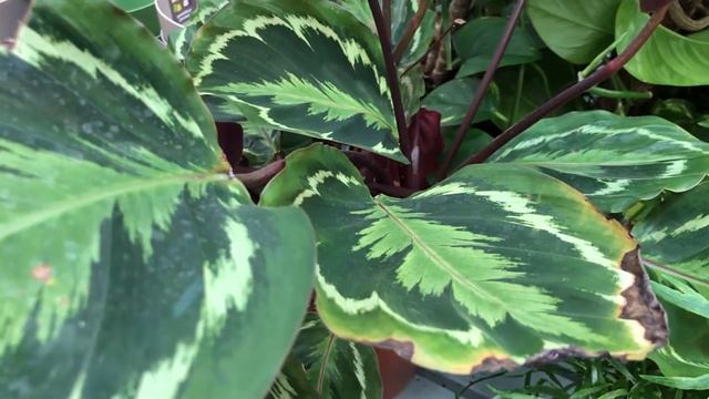 Калатея – секреты выращивания. Прихотливый молитвенный цветок.