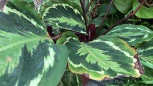 Калатея – секреты выращивания. Прихотливый молитвенный цветок.