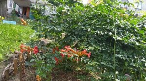 Выбираем ПРАВИЛЬНЫЙ КАМПСИС. Остальные в сад НЕ ПУСКАТЬ!!!??