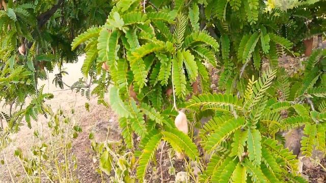 Tamarind | Tamarindus Indica | Make Nature смотреть онлайн