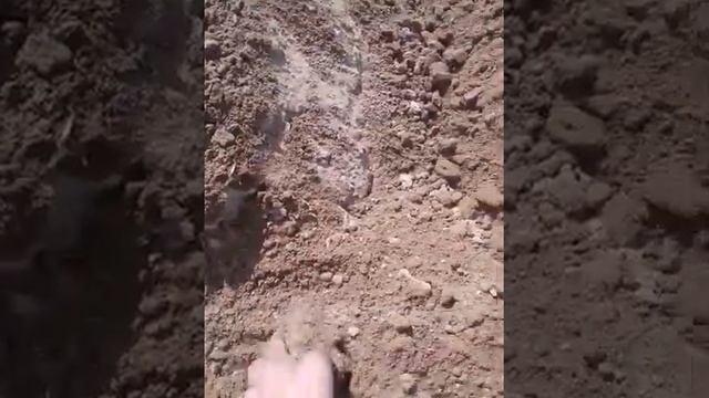 Формирование обьемного гребня на посадках картофеля смотреть онлайн