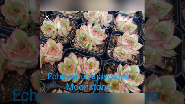 Introducing Echeveria, Moonstone,Crested Moonstone. смотреть онлайн