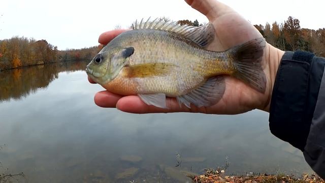 Gulp Minnows vs Live Worms - Which Bait Will Catch More Fish? смотреть онлайн