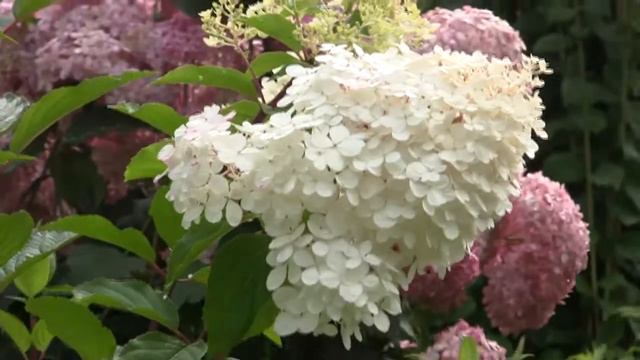 Футаж Гортензии 04 смотреть онлайн