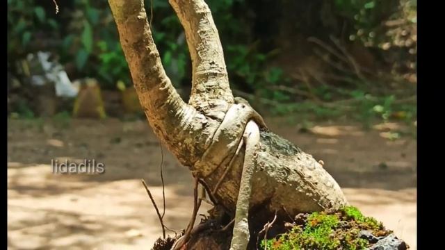 Ficus Banyan Bonsai Tree - Banyan Bonsai Root Over Rock I പേരാൽ ബോൺസായ്, Rock Bonsai Lidadils Bonsa