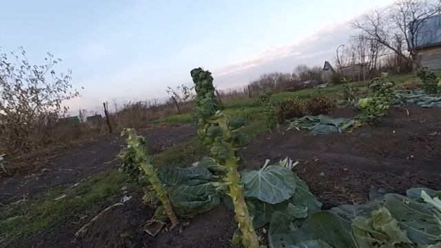 Брюссельская капуста. Уборка и хранение. смотреть онлайн