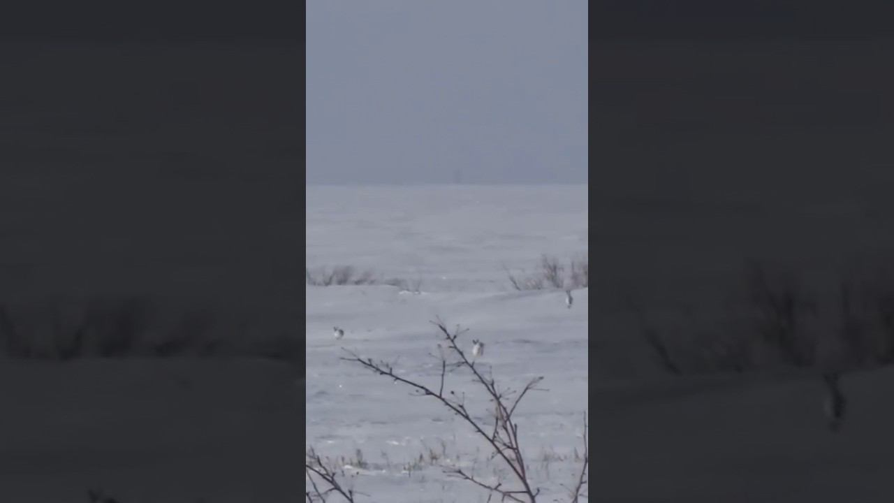 Сколько Зайцев? #охота #охотаназайца смотреть онлайн