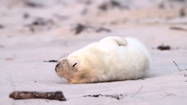 Sweet Dreams смотреть онлайн