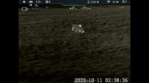 Infiray Unique UH50 Thermal Imaging Monocular Video Footage Out in the Field