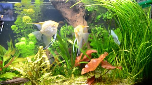 Скалярии. смотреть онлайн