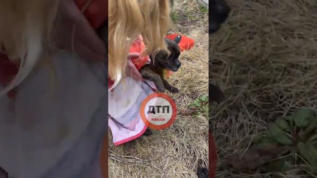 Еще один спасённый хвостик: старенький пёсик 3 дня был на улице в Крюковщине смотреть онлайн